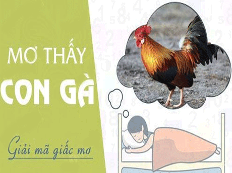 Nằm mơ thấy gà mái đánh con gì? Giãi mã giấc mơ thấy con gà mái