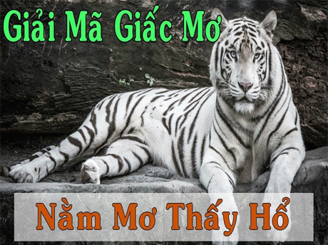 Nằm Mơ Thấy Hổ Trắng đánh con gì để trúng