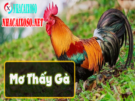 Mơ thấy gà đánh lô gì? Điềm báo nào liên quan?