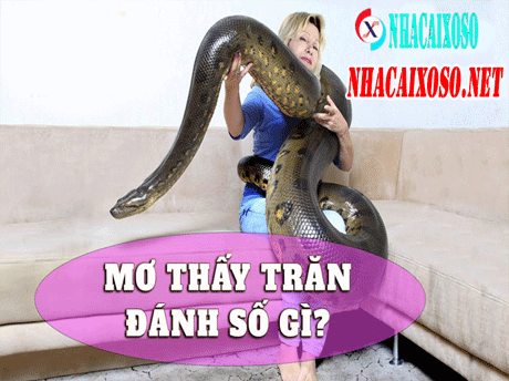 Mơ Thấy Trăn Đánh Số Lô Đề Gì?